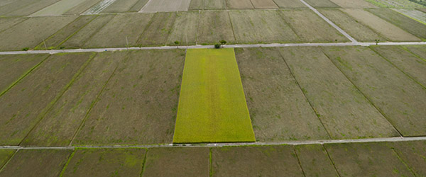 matte painting of rice farm 