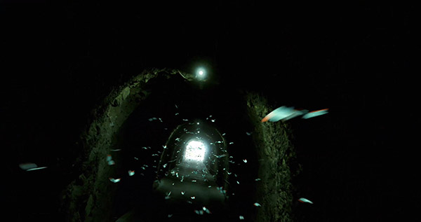 visual effects butterfly