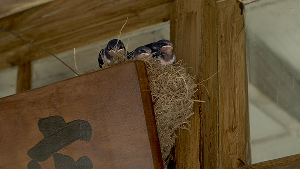 compositing birds in the origin plat